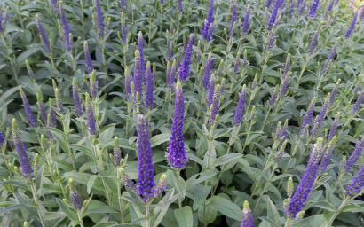 Veronica longifolia